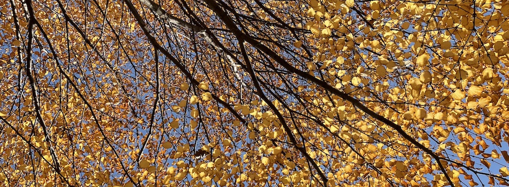 yellow leaves on tree during the fall months in Canada